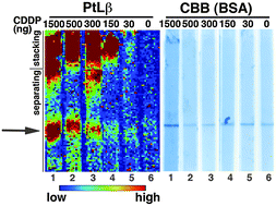 Graphical abstract: Scanning protein analysis of electrofocusing gels using X-ray fluorescence