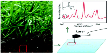 Graphical abstract: Silver nanoplate-decorated copper wire for the on-site microextraction and detection of perchlorate using a portable Raman spectrometer