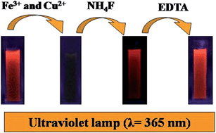 Graphical abstract: Detection of Fe(iii) and bio-copper in human serum based on fluorescent AuAg nanoclusters