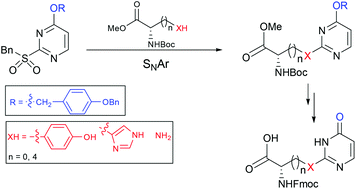 Graphical abstract: Synthesis of new unnatural Nα-Fmoc pyrimidin-4-one amino acids: use of the p-benzyloxybenzyloxy group as a pyrimidinone masking group