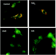 Graphical abstract: Cytotoxic effects and cellular oxidative mechanisms of metallic nanoparticles on renal tubular cells: impact of particle solubility