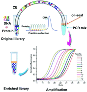 Graphical abstract: Development of a fraction collection approach in capillary electrophoresis SELEX for aptamer selection