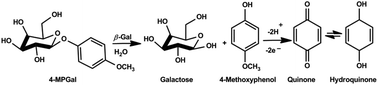Graphical abstract: A new electrochemical substrate for rapid and sensitive in vivo monitoring of β-galactosidase gene expressions