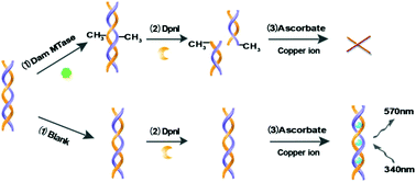 Graphical abstract: A novel label-free fluorescence strategy for methyltransferase activity assay based on dsDNA-templated copper nanoparticles coupled with an endonuclease-assisted signal transduction system