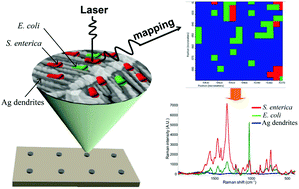 Graphical abstract: Label-free mapping of single bacterial cells using surface-enhanced Raman spectroscopy