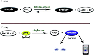 Graphical abstract: A simple paper-strip colorimetric method utilizing dehydrogenase enzymes for analysis of food components