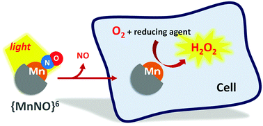 Graphical abstract: Uncaging a catalytic hydrogen peroxide generator through the photo-induced release of nitric oxide from a {MnNO}6 complex