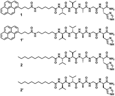 Graphical abstract: Supramolecular chirality in self-assembled peptide amphiphile nanostructures
