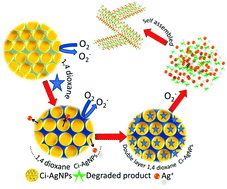 Graphical abstract: Silver nanoparticle based highly selective and sensitive solvatochromatic sensor for colorimetric detection of 1,4-dioxane in aqueous media