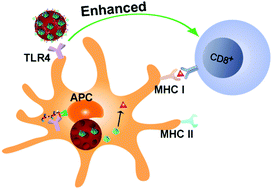 Graphical abstract: Biomimetic nanoassembly for targeted antigen delivery and enhanced Th1-type immune response