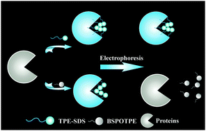 Graphical abstract: Hydrophobicity-induced prestaining for protein detection in polyacrylamide gel electrophoresis