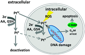Graphical abstract: Influence of reducing agents on the cytotoxic activity of platinum(iv) complexes: induction of G2/M arrest, apoptosis and oxidative stress in A2780 and cisplatin resistant A2780cis cell lines
