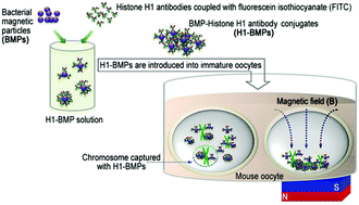 Graphical abstract: Spatial control of chromosomal location in a live cell with functionalized magnetic particles