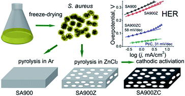 Graphical abstract: A high-performance metal-free hydrogen-evolution reaction electrocatalyst from bacterium derived carbon