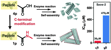 Graphical abstract: Minimal C-terminal modification boosts peptide self-assembling ability for necroptosis of cancer cells
