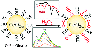 Graphical abstract: (Hydro)peroxide ligands on colloidal cerium oxide nanoparticles