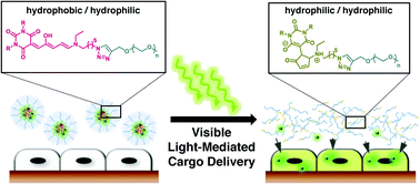 Graphical abstract: Controlled drug release to cancer cells from modular one-photon visible light-responsive micellar system