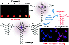 Graphical abstract: Acid-triggered release of doxorubicin from a hydrazone-linked Gd3+-texaphyrin conjugate