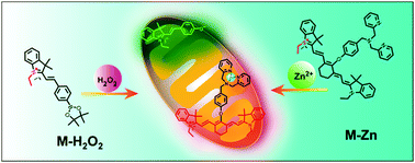 Graphical abstract: Simultaneous fluorescence visualization of mitochondrial hydrogen peroxide and zinc ions in live cells and in vivo