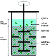 Graphical abstract: Lignocellulose fermentation and residual solids characterization for senescent switchgrass fermentation by Clostridium thermocellum in the presence and absence of continuous in situ ball-milling