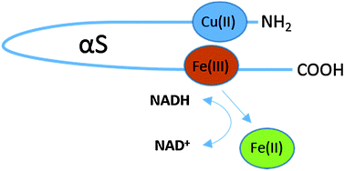 Graphical abstract: Alpha-synuclein: relating metals to structure, function and inhibition