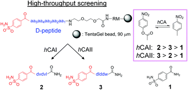Graphical abstract: An efficient strategy to enhance binding affinity and specificity of a known isozyme inhibitor