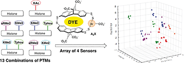 Graphical abstract: Fluorogenic sensor platform for the histone code using receptors from dynamic combinatorial libraries