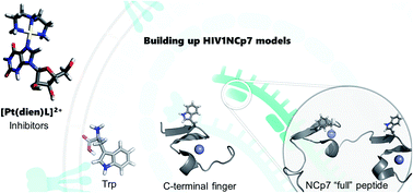 Graphical abstract: Enhancement of the physicochemical properties of [Pt(dien)(nucleobase)]2+ for HIVNCp7 targeting