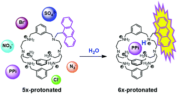 Graphical abstract: Design of anion-selective PET probes based on azacryptands: the effect of pH on binding and fluorescence properties