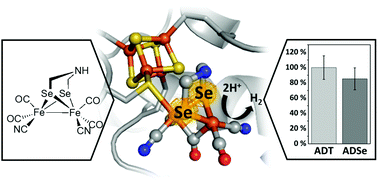 Graphical abstract: Chalcogenide substitution in the [2Fe] cluster of [FeFe]-hydrogenases conserves high enzymatic activity