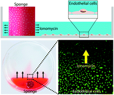 Graphical abstract: Porous PDMS structures for the storage and release of aqueous solutions into fluidic environments