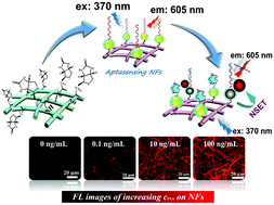 Graphical abstract: Surface-engineered quantum dots/electrospun nanofibers as a networked fluorescence aptasensing platform toward biomarkers