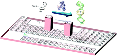 Graphical abstract: On the enzymatic incorporation of an imidazole nucleotide into DNA