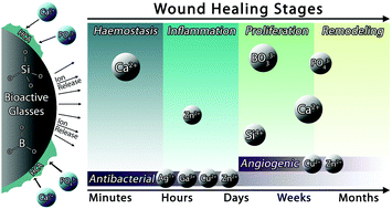 Graphical abstract: Bioactive glasses in wound healing: hope or hype?