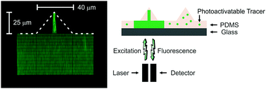 Graphical abstract: A photoactivatable light tracer