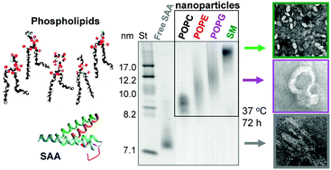 Graphical abstract: Serum amyloid A sequesters diverse phospholipids and their hydrolytic products, hampering fibril formation and proteolysis in a lipid-dependent manner