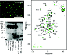 Graphical abstract: hIAPP forms toxic oligomers in plasma