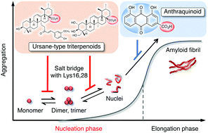 Graphical abstract: Role of the carboxy groups of triterpenoids in their inhibition of the nucleation of amyloid β42 required for forming toxic oligomers