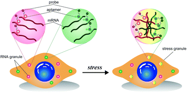 Graphical abstract: Live-cell imaging of multiple endogenous mRNAs permits the direct observation of RNA granule dynamics