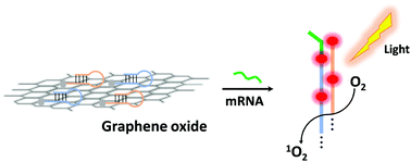 Graphical abstract: Hybridization chain reaction-based nanoprobe for cancer cell recognition and amplified photodynamic therapy