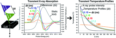 Graphical abstract: Decomposing electronic and lattice contributions in optical pump – X-ray probe transient inner-shell absorption spectroscopy of CuO