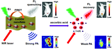 Graphical abstract: Fluorescent and photoacoustic bifunctional probe for the detection of ascorbic acid in biological fluids, living cells and in vivo