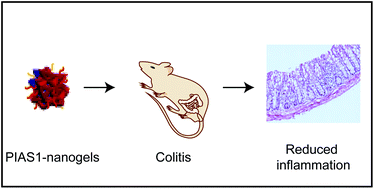 Graphical abstract: A nanogel based oral gene delivery system targeting SUMOylation machinery to combat gut inflammation
