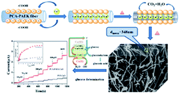 Graphical abstract: A non-enzymatic glucose sensor based on electrospun 3-D copper oxide micro-nanofiber network films using carboxylic-functionalized poly(arylene ether ketone)s as templates