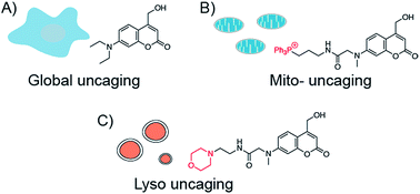 Graphical abstract: Lysosome-targeted photoactivation reveals local sphingosine metabolism signatures