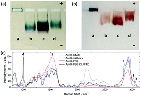 Graphical abstract: CLPFFD–PEG functionalized NIR-absorbing hollow gold nanospheres and gold nanorods inhibit β-amyloid aggregation