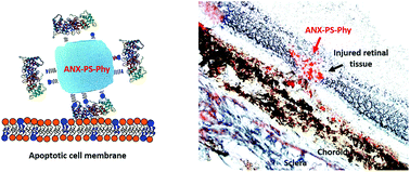 Graphical abstract: Annexin V-containing cubosomes for targeted early detection of apoptosis in degenerative retinal tissue