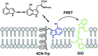 Graphical abstract: Synthesis and application of the blue fluorescent amino acid l-4-cyanotryptophan to assess peptide–membrane interactions