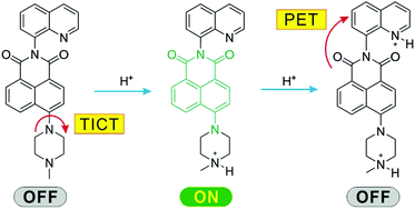 Graphical abstract: Revealing the switching mechanisms of an off–on–off fluorescent logic gate system