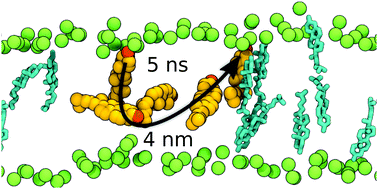 Graphical abstract: Rapid diffusion of cholesterol along polyunsaturated membranes via deep dives